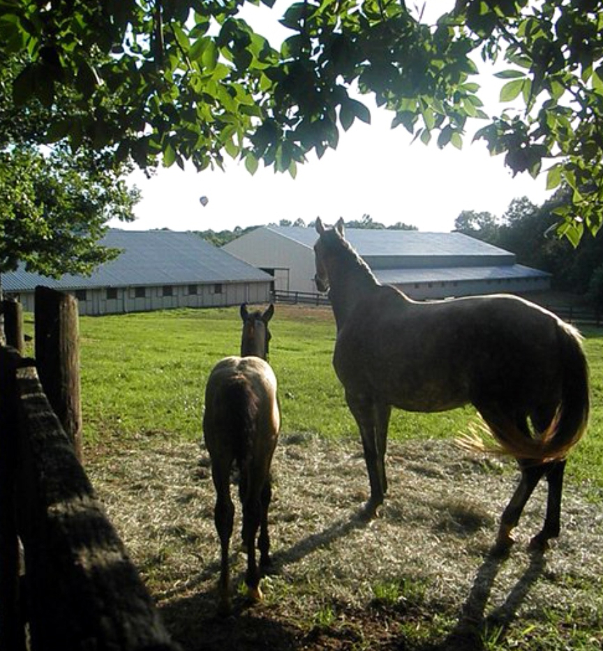 two horses in a paddock look at the facilities at the Camp Friendship Equestrian Center and overnight horseback riding camp