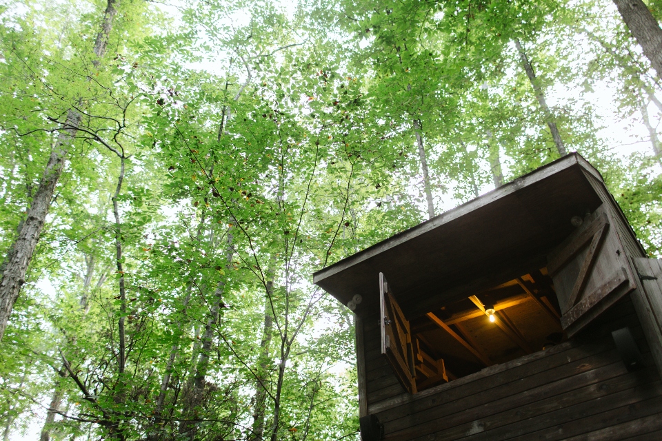 Looking up at the trees and a wooden building with one light on inside