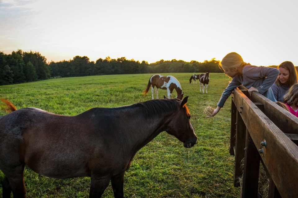 Girl feeding hay to horses on sunset hayride