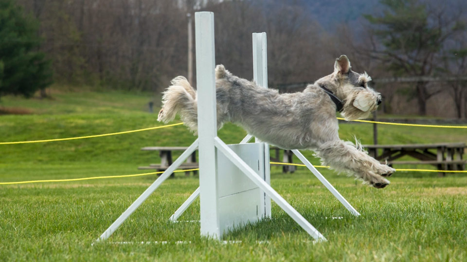 Volhard Dog Training Camp do jumping over hurdle